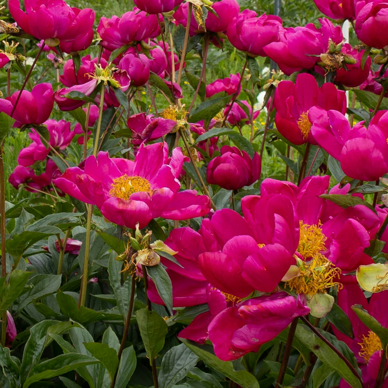 Paeonia Suffruticosa