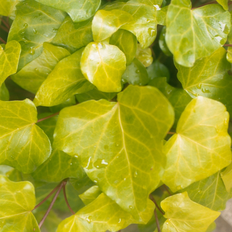 Hedera Helix