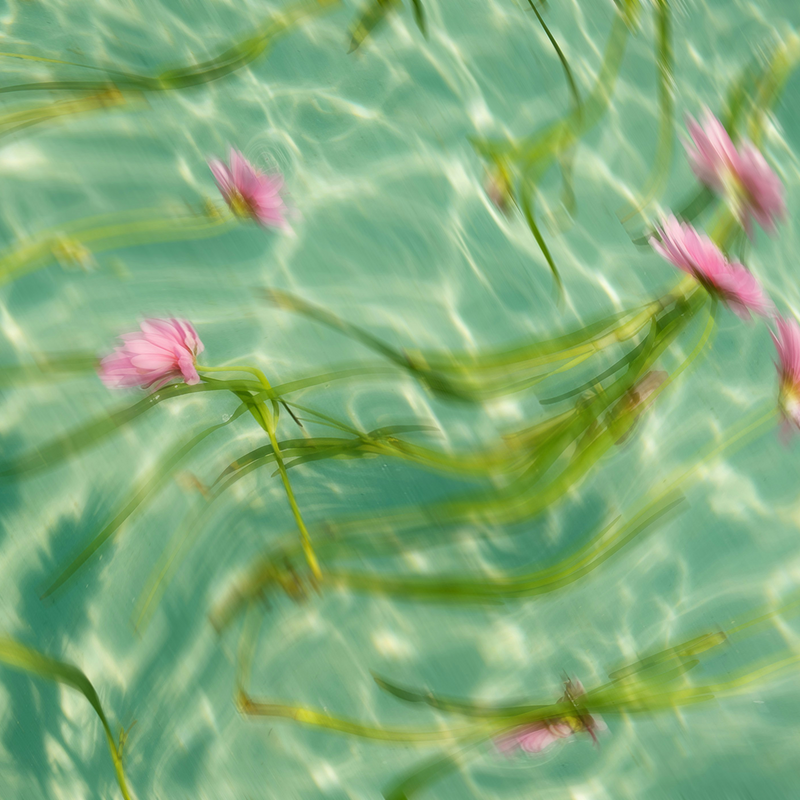 Organic Summer Damask Rose Water