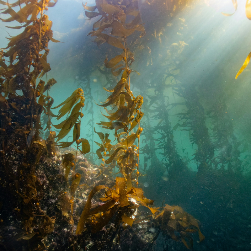 Kelp