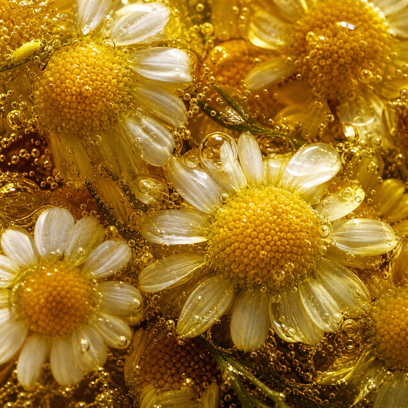 Organic Anthemis Nobilis (Roman Chamomile) Flower Oil